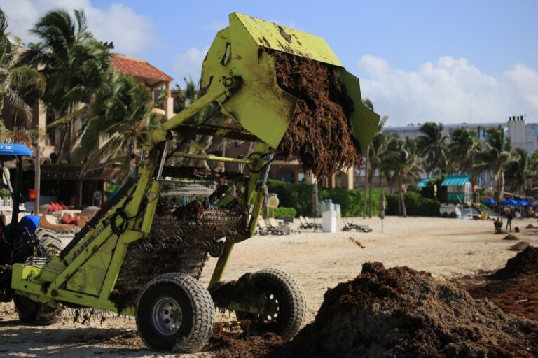 Gobierno-de-Solidaridad-no-da-tregua-al-sargazo-con-limpieza-permanente-de-playas
